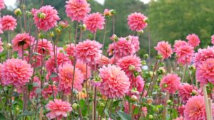 7 longest flowering plants for colour from August to autumn
