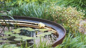 Can a pond cool a garden down? Experts say it could