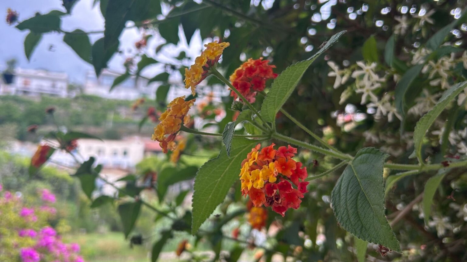 Meet the unexpected ‘it’ flower of 2026 for garden borders