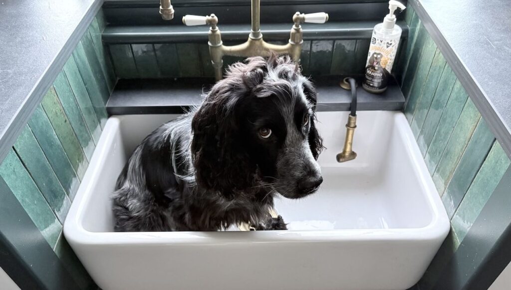 What I wish I’d known before adding a built-in dog bath to my utility room