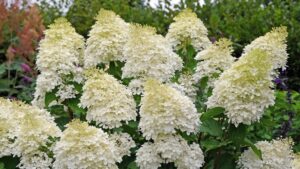 The RHS might move its hydrangeas north because of the heat