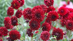 What to do with dahlias in August – 4 crucial tasks