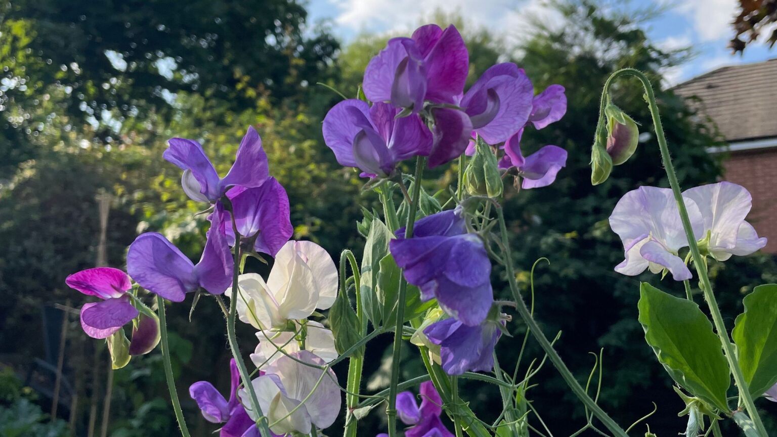 This seed snail hack for sweet peas is genius for small spaces