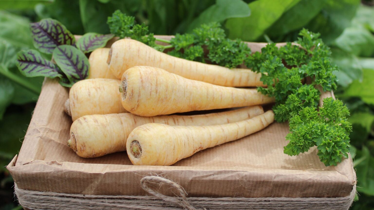 When to sow parsnips for delicious homegrown vegetables