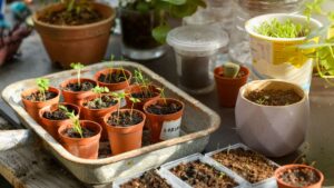Where to buy seeds online – my 5 favourite places to shop