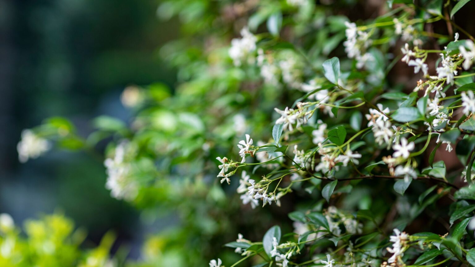 Where to plant jasmine for the best fragrance