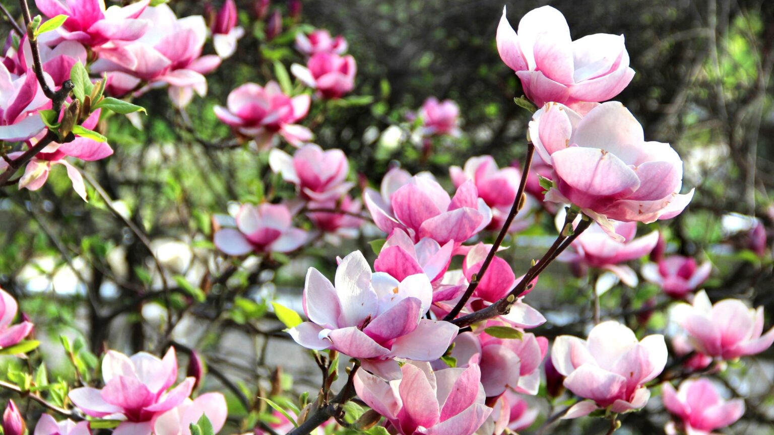 How to buy a magnolia plant for a bargain price