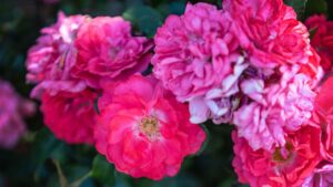 Rose varieties that look like peonies to plant now