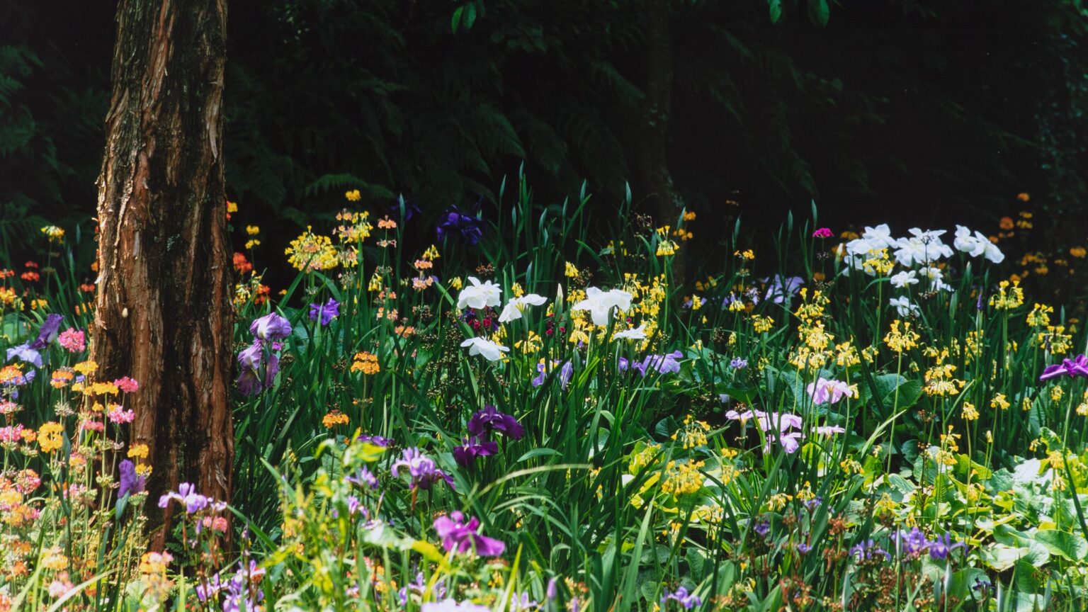 8 shade-loving wildflowers for a cottage garden