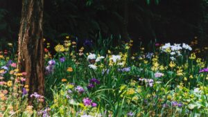 8 shade-loving wildflowers for a cottage garden