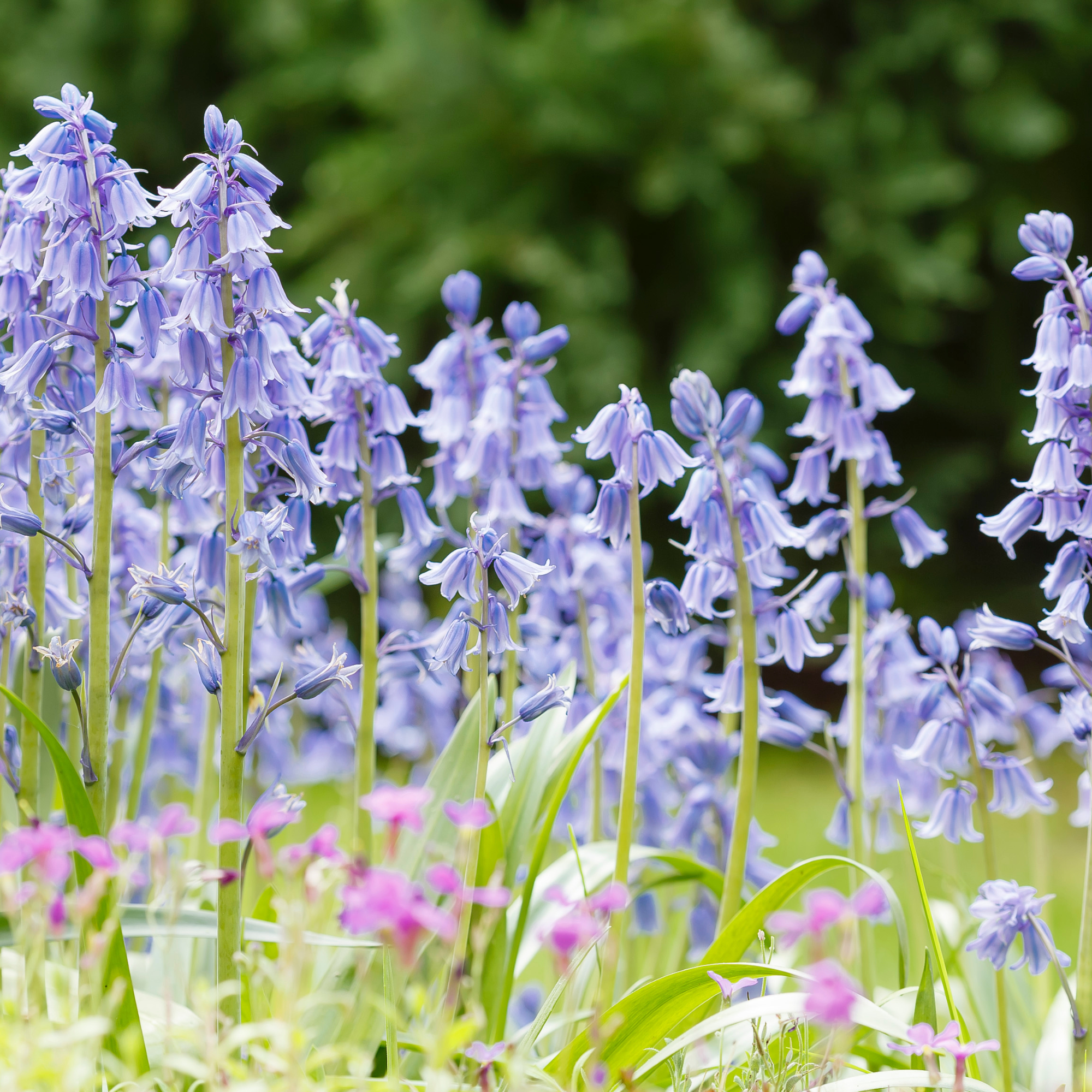 Close-up of Spanish Bluebells