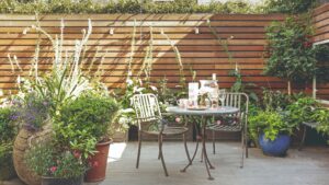 Best flowering plants to add privacy and screen your garden