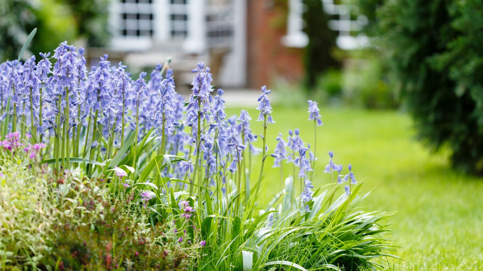 The invasive plant posing a threat to the UK’s bluebells