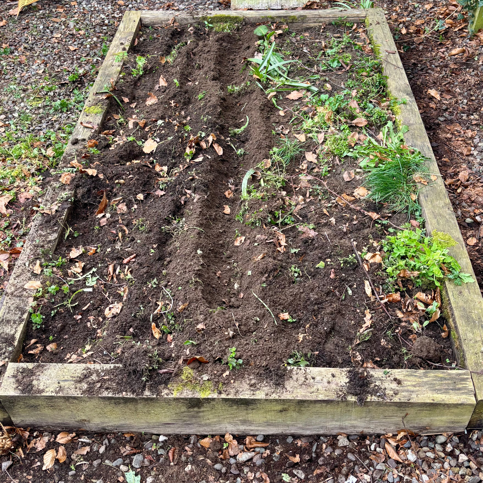 clearing weeds from a raised bed