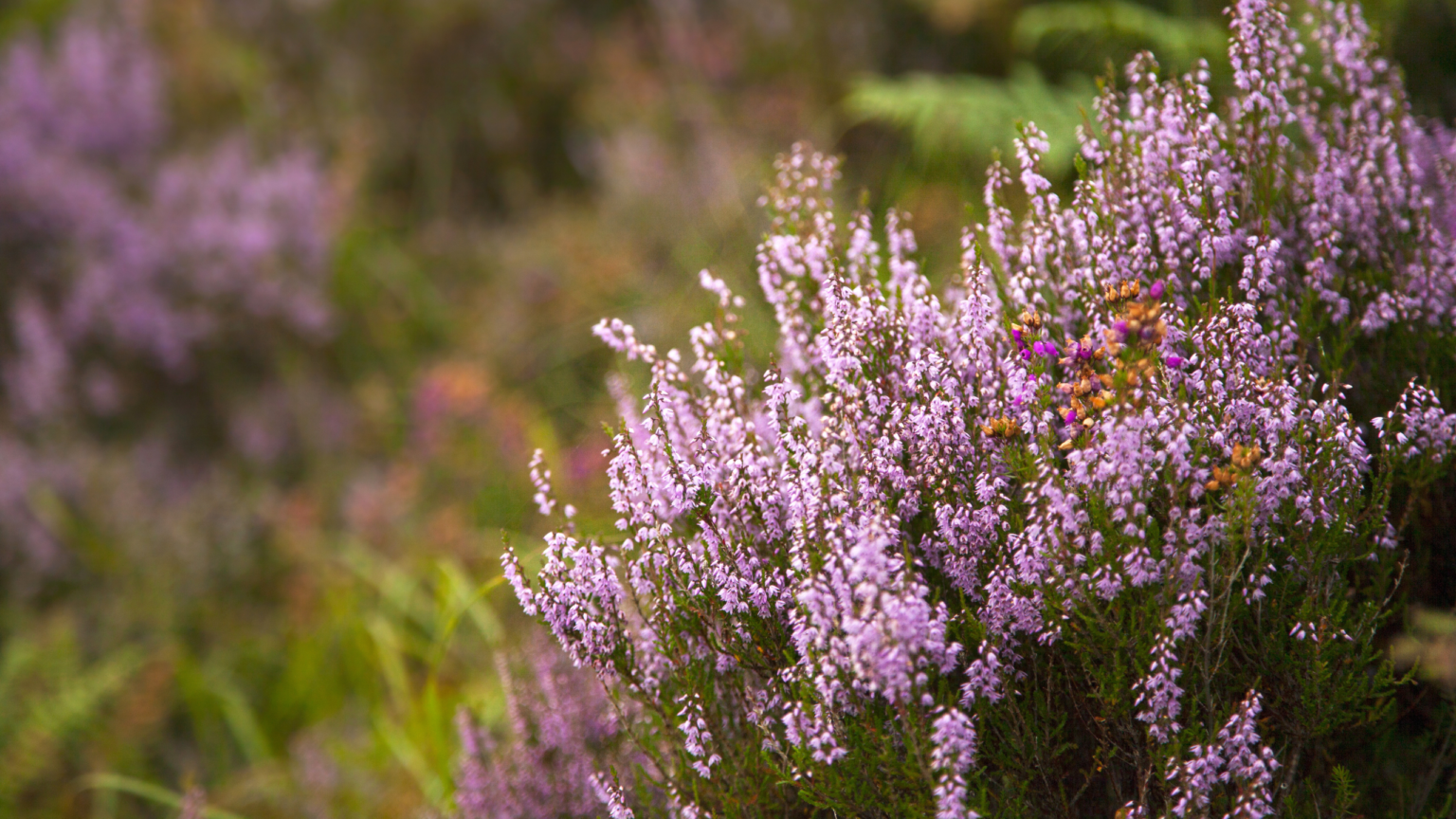 Why heather is the ultimate low-maintenance, all-rounder shrub