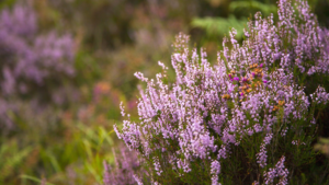 Why heather is the ultimate low-maintenance, all-rounder shrub