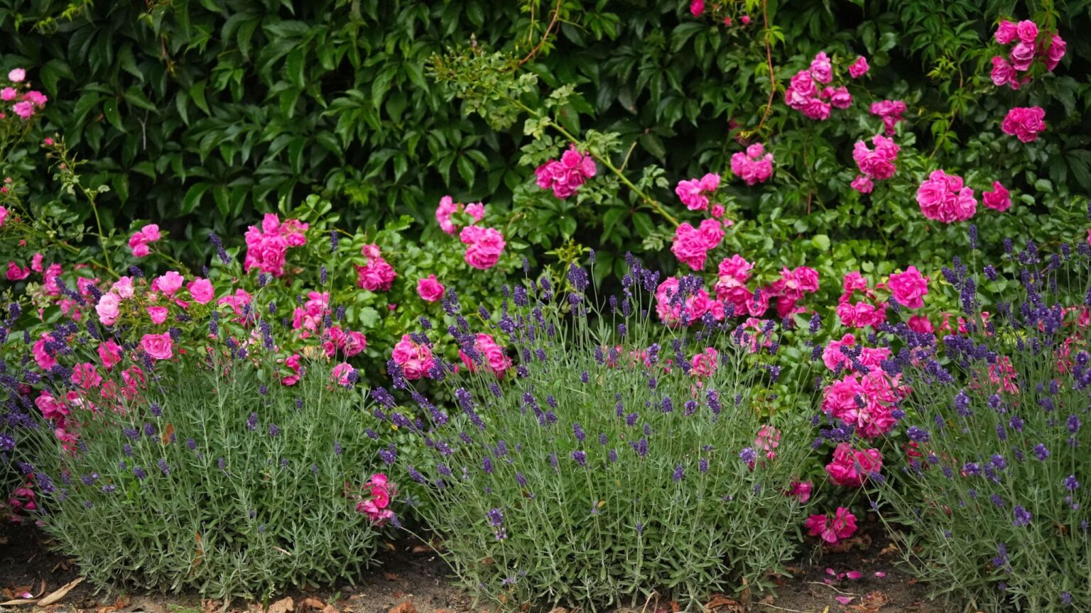 What to plant with roses – 5 of the best companion plants