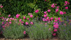What to plant with roses – 5 of the best companion plants