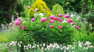 5 fast-growing pink perennials to plant in April