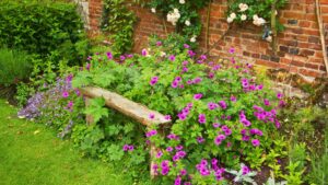 Low-maintenance plants that thrive on neglect and in shade