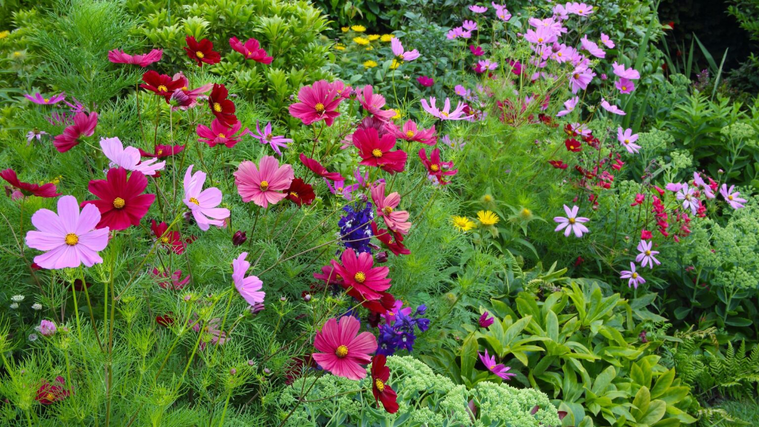 7 seeds to sow directly outdoors in May for summer flowers
