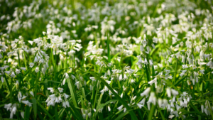 Garden experts issue warning against three-cornered garlic
