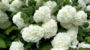 The low-maintenance shrub replacing hydrangeas this summer