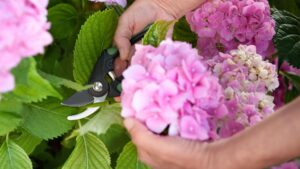 How to take root cuttings in water for lots of free plants