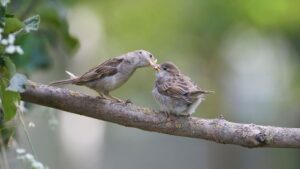 How to attract sparrows to your garden – 2 key food sources