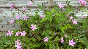 How to get rid of herb robert in your lawn and garden