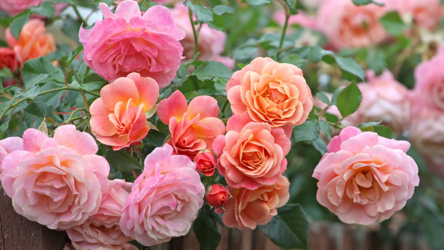 What to do with roses in June – 5 essential tasks