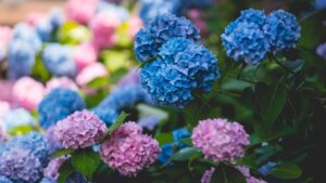 The best ways to keep a hydrangea blue all summer long