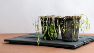 How to revive heat-frazzled seedlings