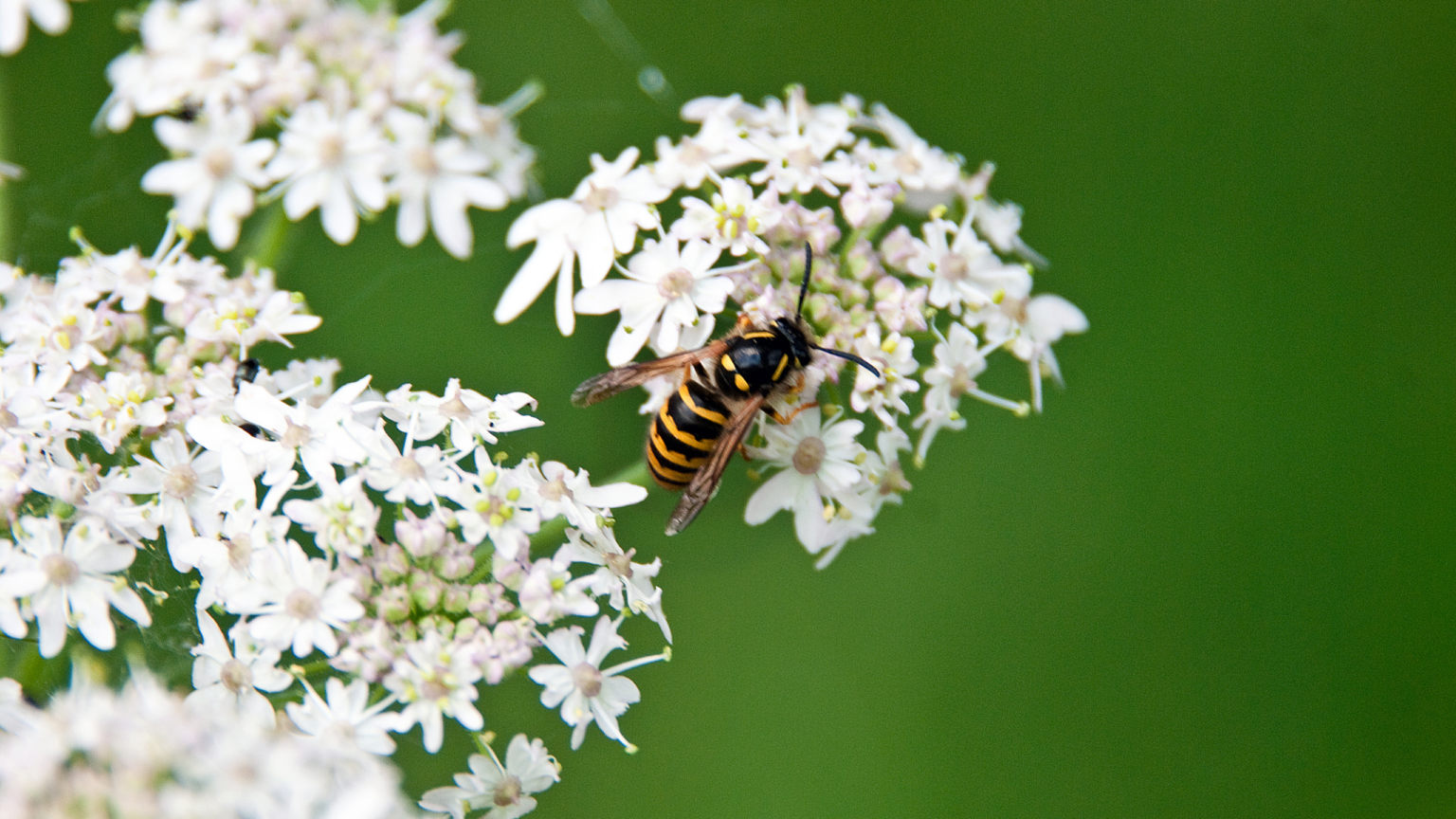 5 home items accidentally attracting wasps to your home