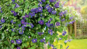 What to do with clematis in June