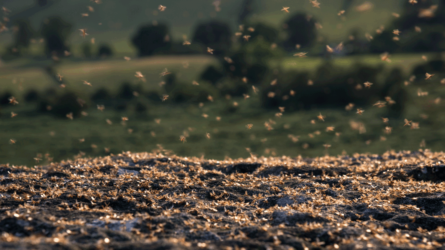 How to prepare for flying ant day 2026