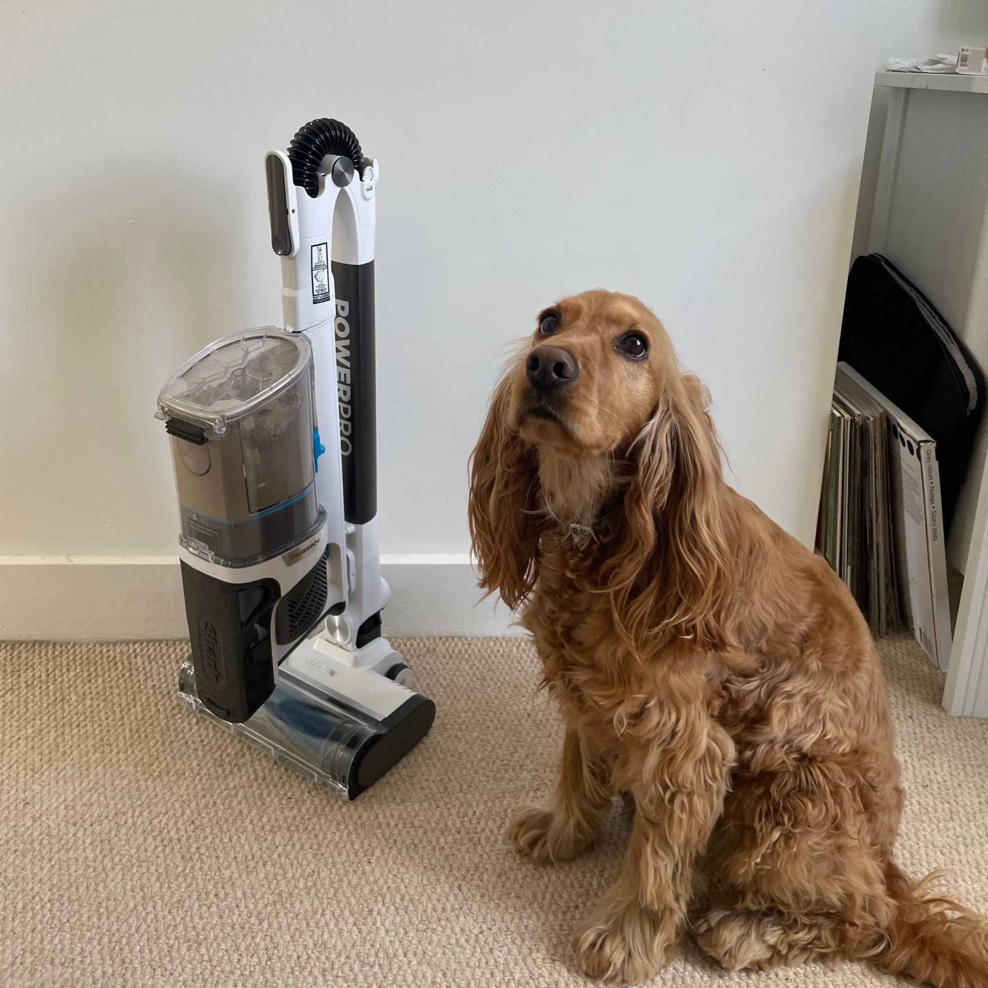 Shark PowerPro Pet Cordless Stick Vacuum folded down, sitting on carpet next to a golden cocker spaniel dog