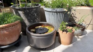 I’m seeing micro ponds in every stylish garden right now