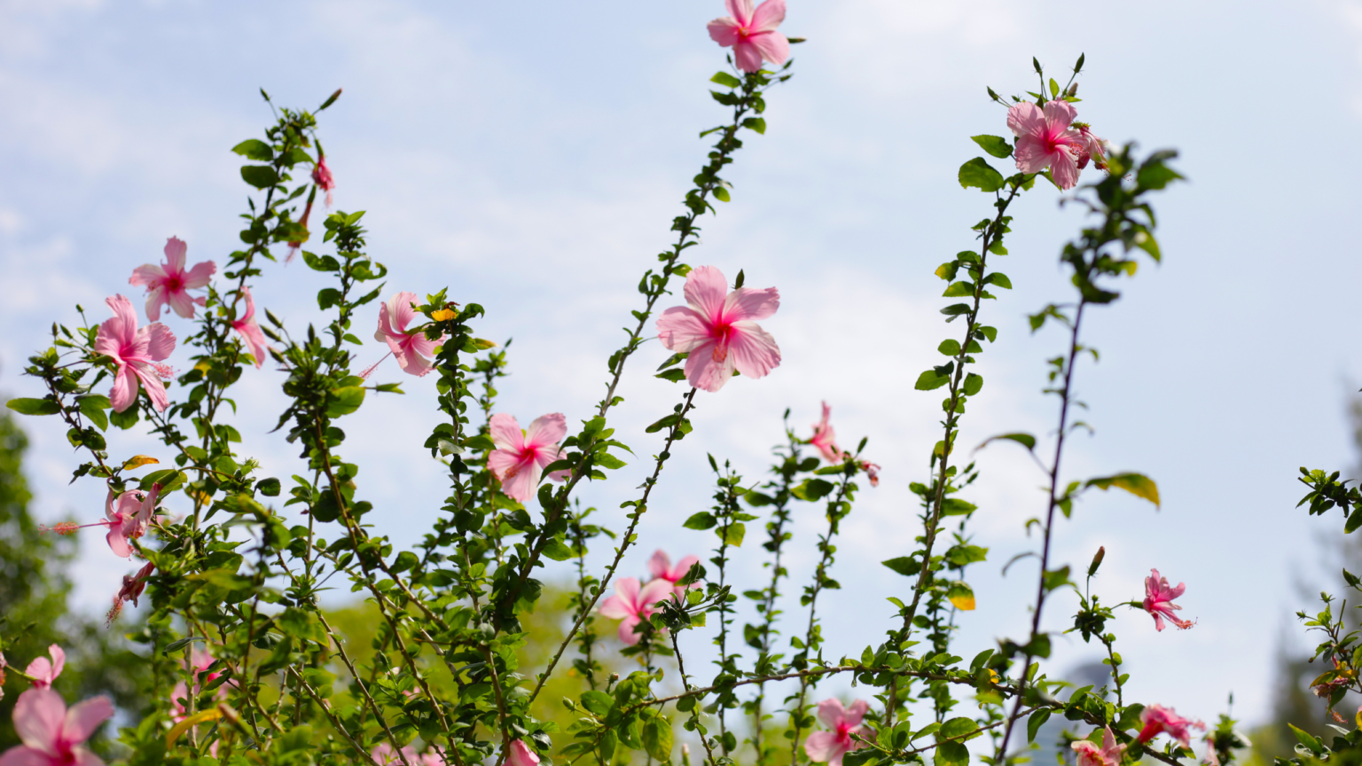 The low-maintenance shrub replacing peonies this summer
