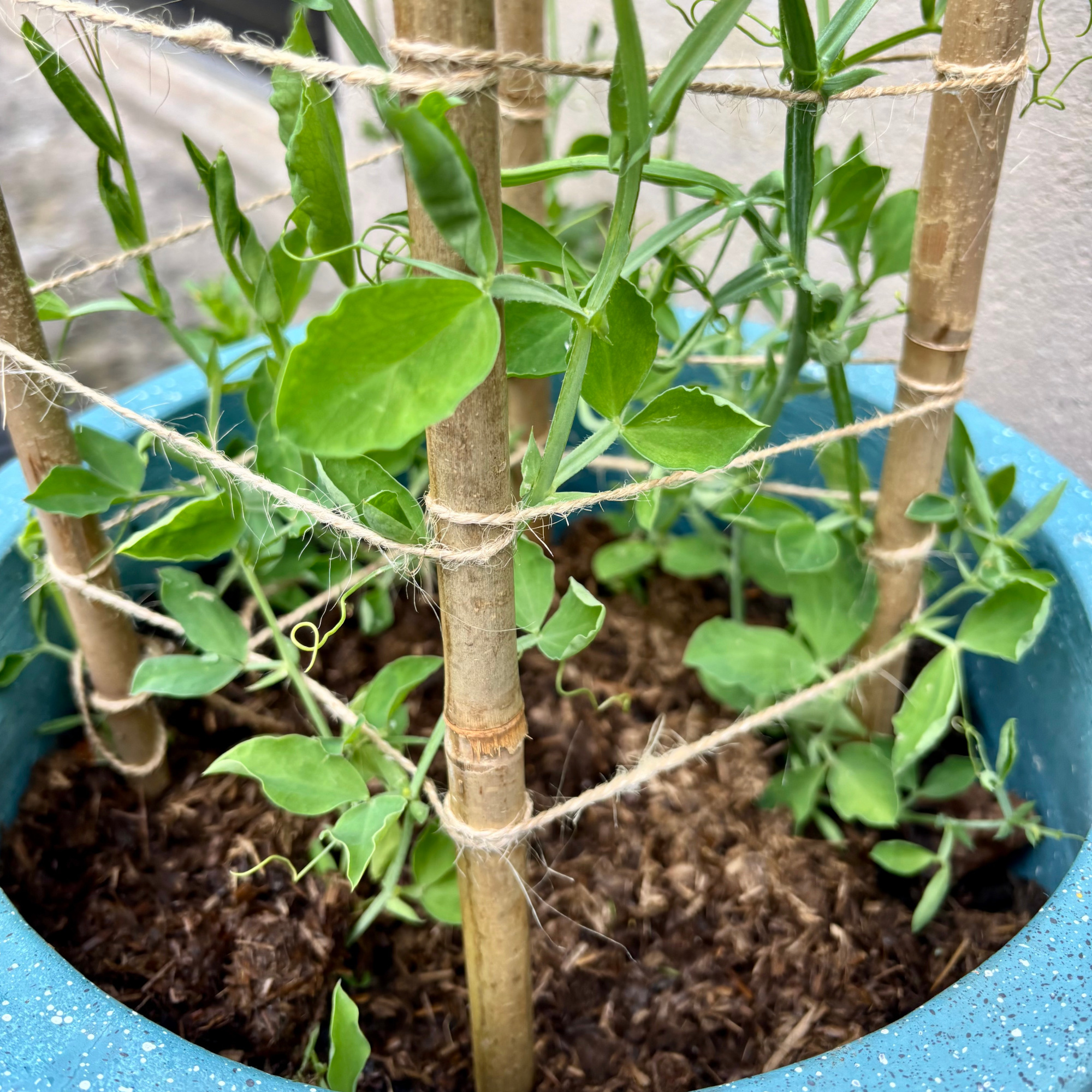 sweet peas growing on a teepee with rocketgro magic mulch in pot