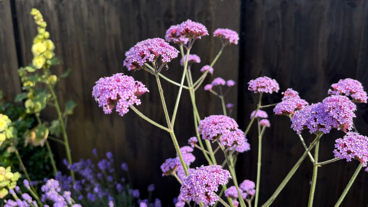 Drought-tolerant verbena is the star of my mum’s garden border