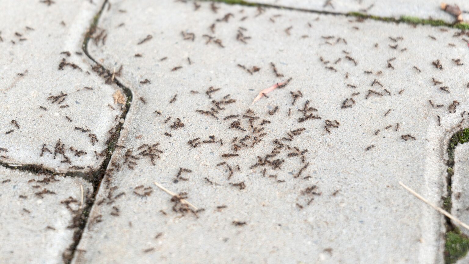 Pest experts swear by this natural method to get rid of ants