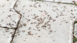 Pest experts swear by this natural method to get rid of ants