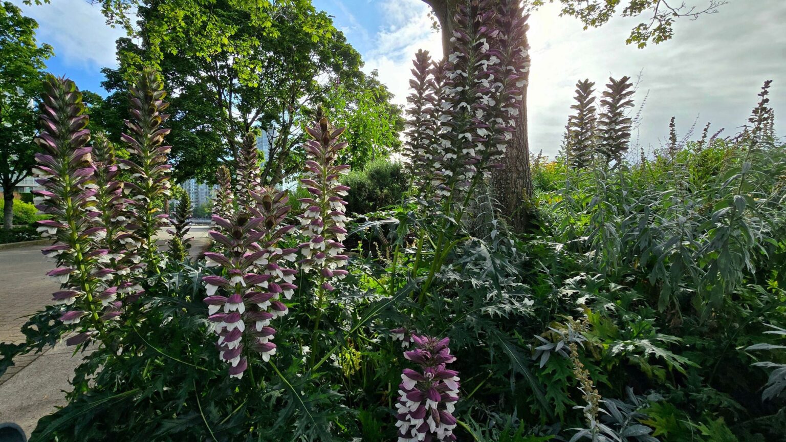 5 of the best plants for dry shade