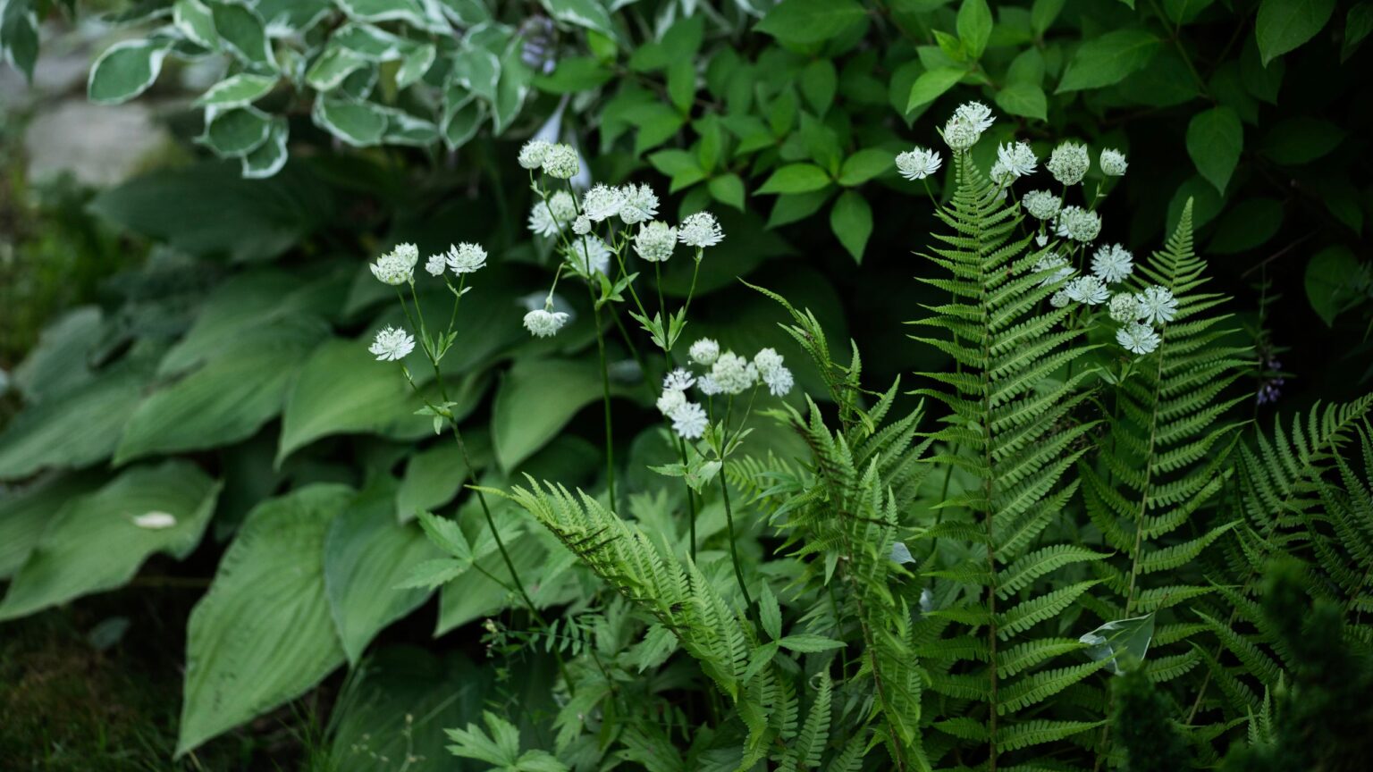 What I have planted in my permanently shady garden