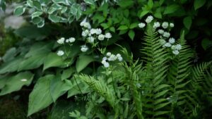 What I have planted in my permanently shady garden