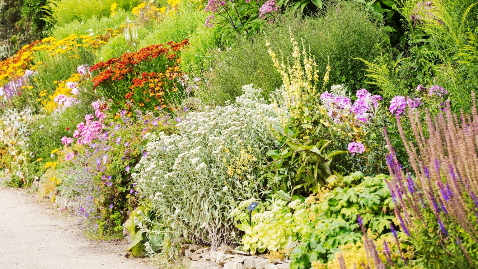 5 perennials to propagate in July for years of free flowers