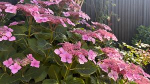 What to do with hydrangeas in a heatwave – 3 crucial tasks