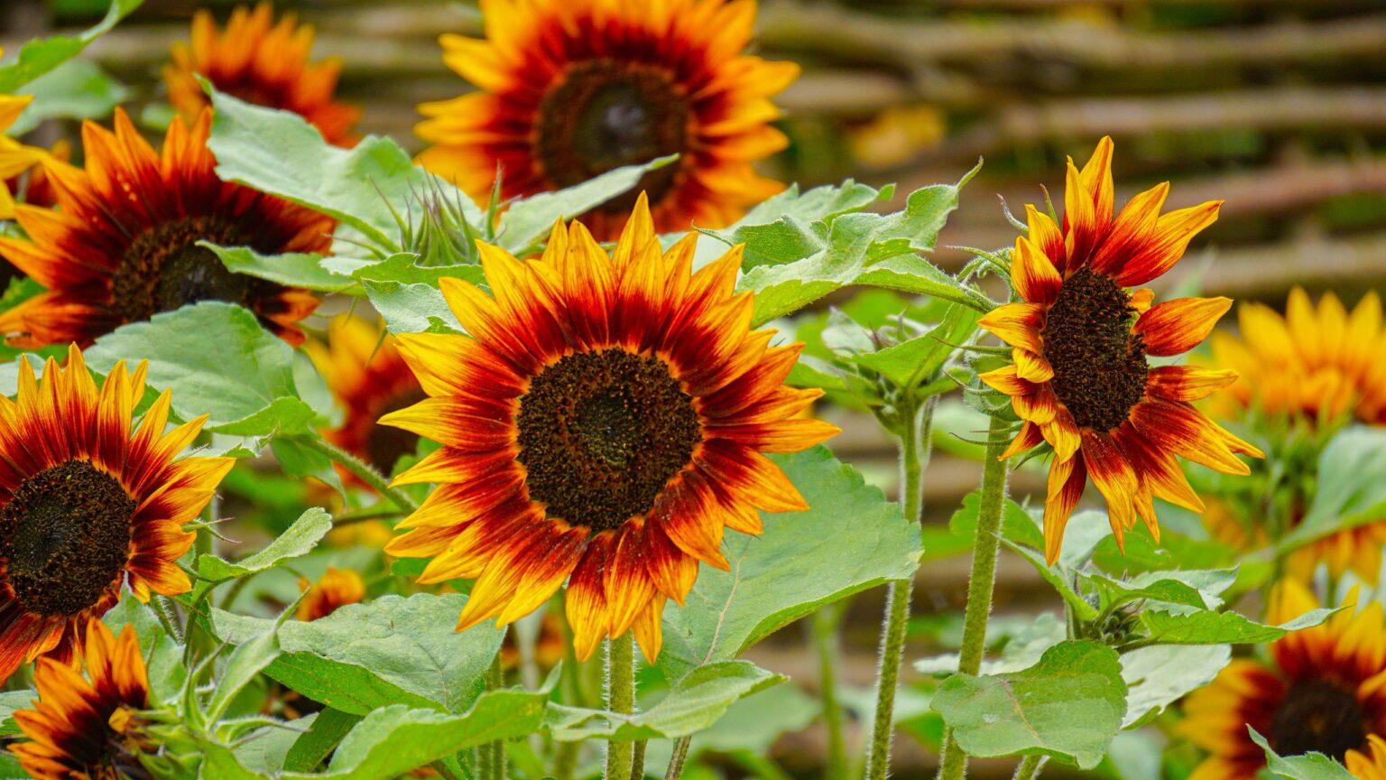Why are my sunflowers not flowering