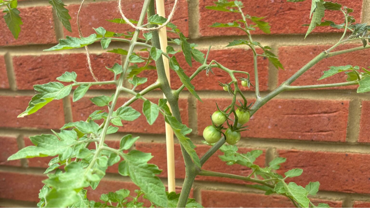 What to do with tomato plants in July for a bumper crop